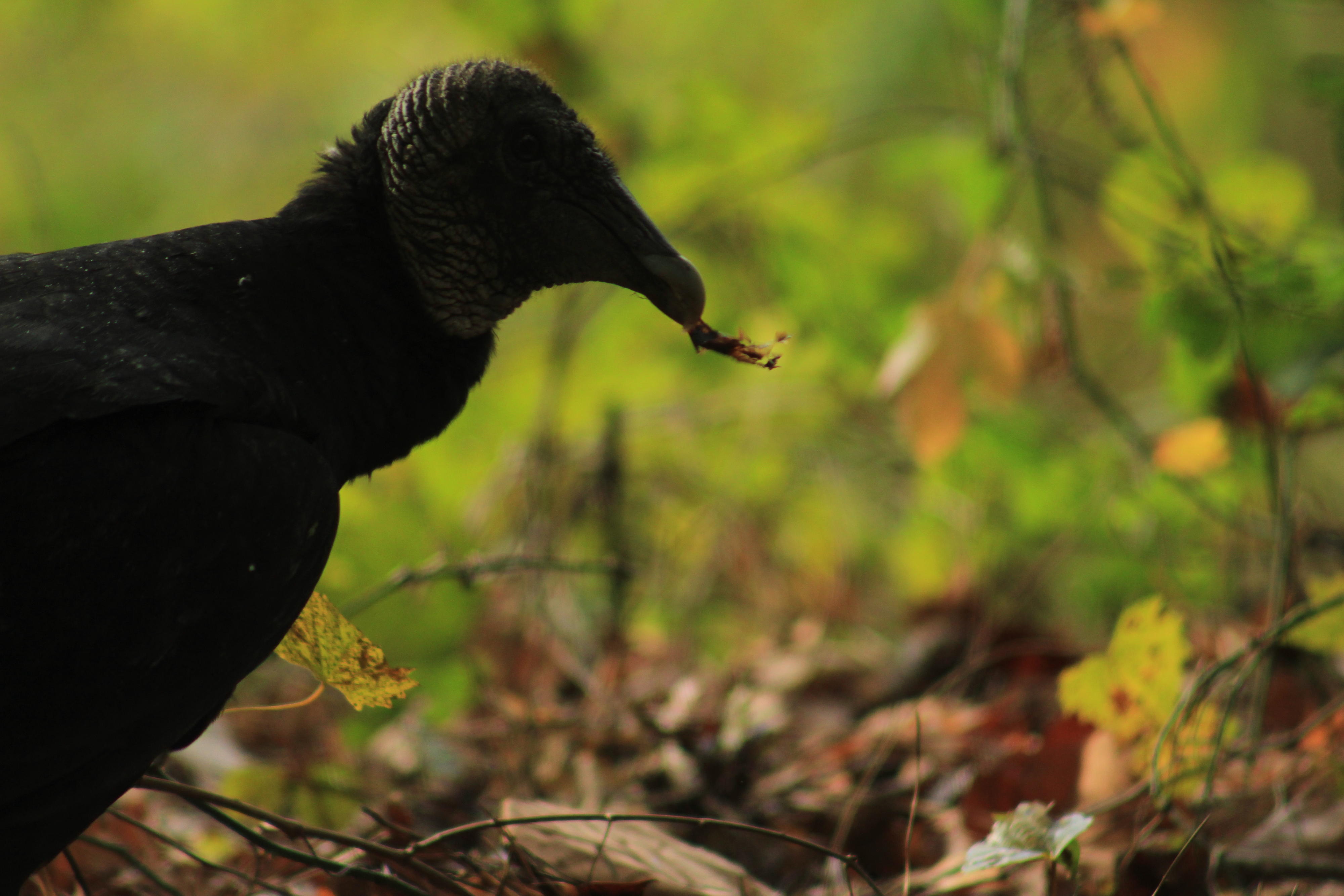 Black vulture