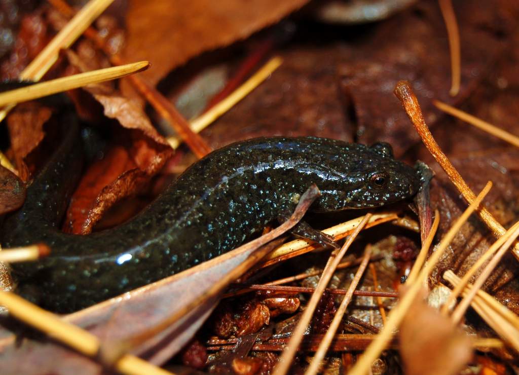 Blackbellied salamander