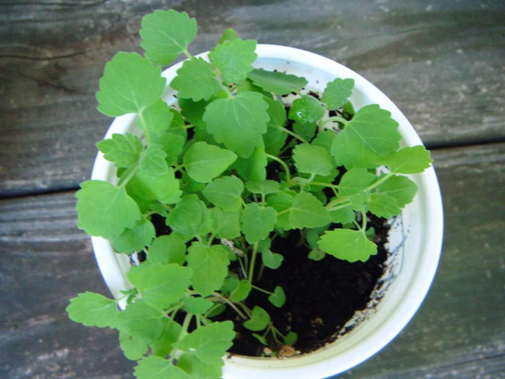 BLNF catnip seedlings