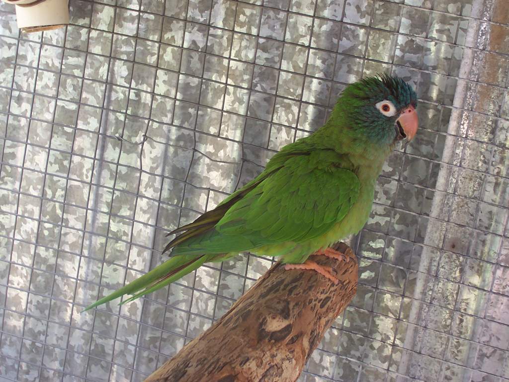 Blue crown conure