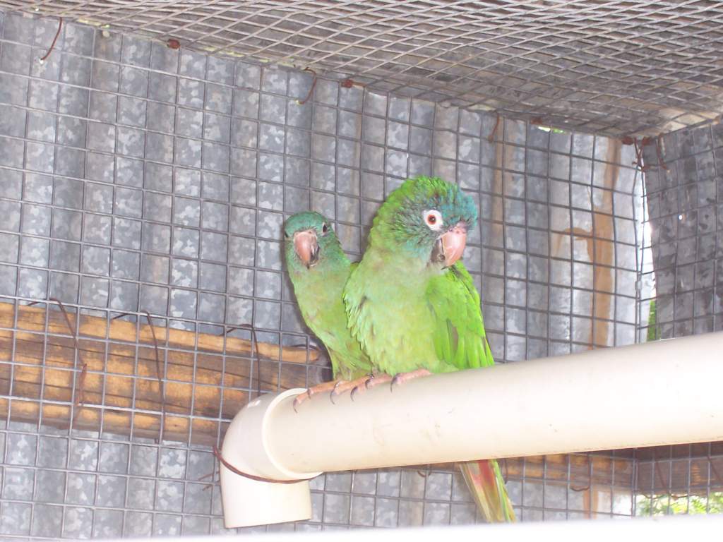 Blue Crown Conures - same kind of bird was featured in PAULIE