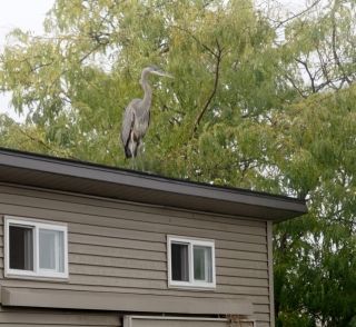 Blue heron - unwelcome visitor