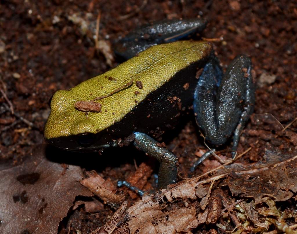 Blue Legged Mantella
Nomenclature: Mantella expectata
IUCN Red List: Endangered
Country of Origin: Isalo Massif, Grotte des Portugais, Amparambatomavo