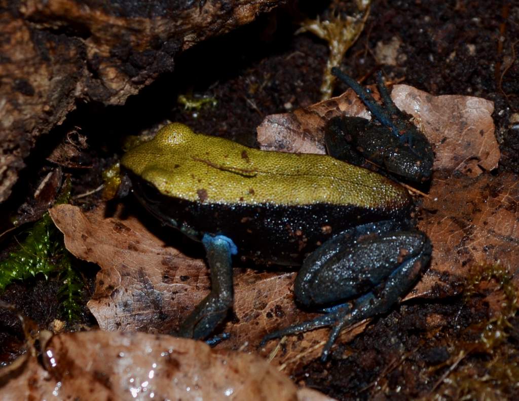 Blue Legged Mantella
Nomenclature: Mantella expectata
IUCN Red List: Endangered
Country of Origin: Isalo Massif, Grotte des Portugais, Amparambatomavo