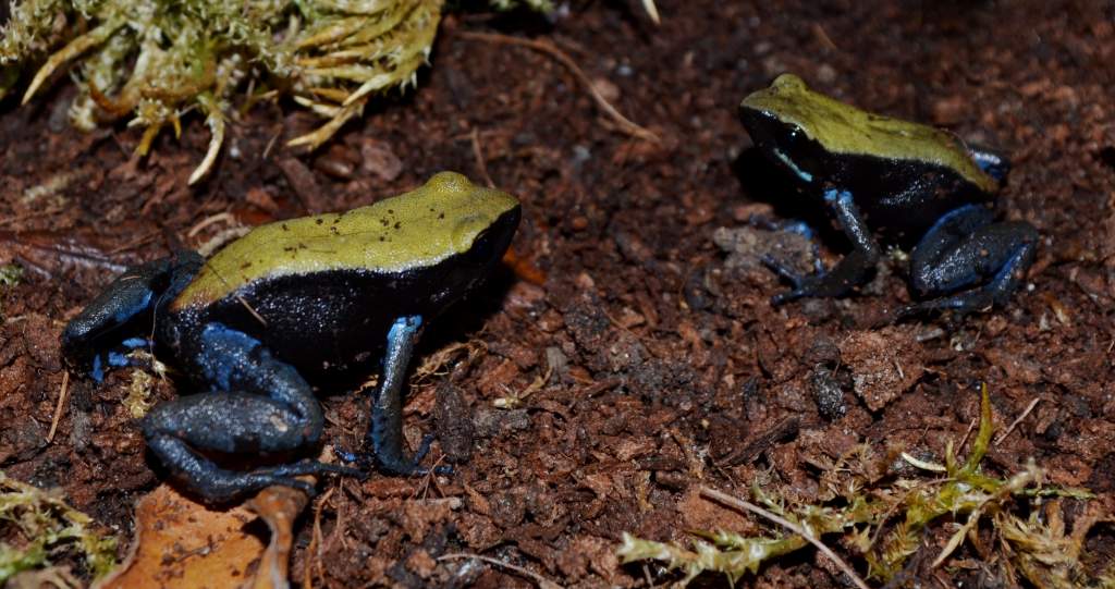 Blue Legged Mantella
Nomenclature: Mantella expectata
IUCN Red List: Endangered
Country of Origin: Isalo Massif, Grotte des Portugais, Amparambatomavo