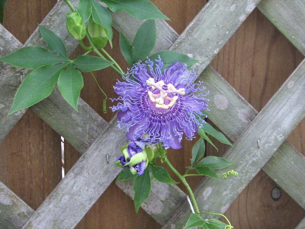 Blue passionflower