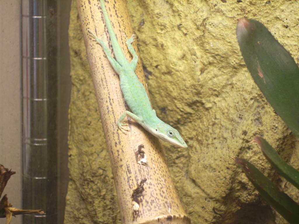 Blue phase green anole altough the lighting has washed the color out alot.