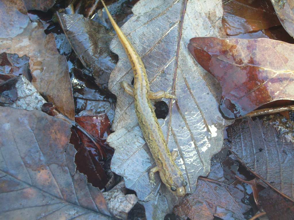 Blue Ridge Dusky salamander, this species wasn't even formely described until 1996.