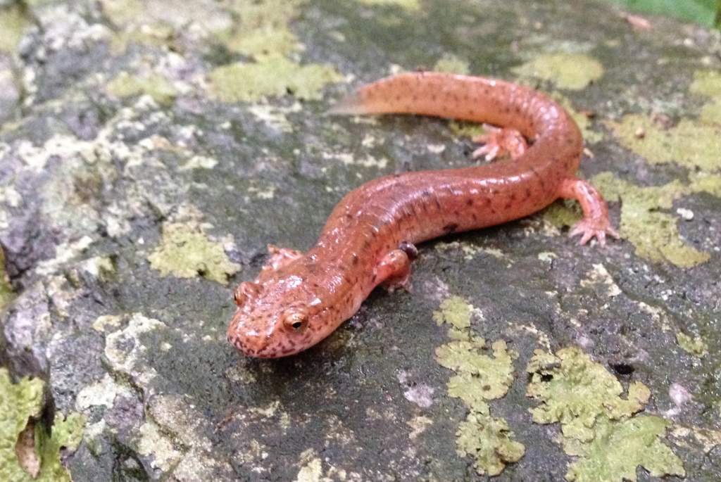 Blue Ridge?? Spring Salamander (Gyrinophilus porphyriticus danielsi??)