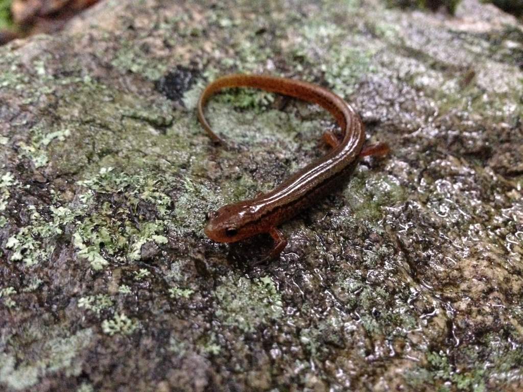 Blue Ridge Two-lined (Eurycea wilderae)