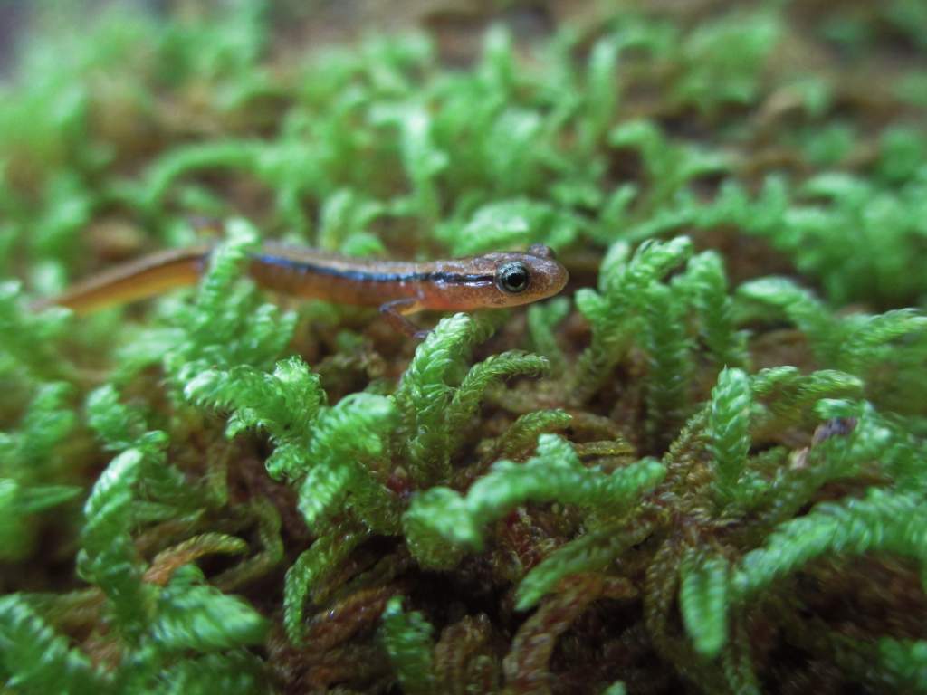 blue ridge two-lined salamander (Eurycea wilderae)