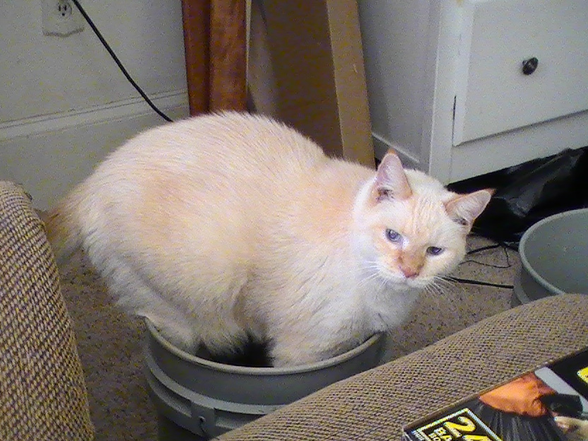 Blue trying to poop in a bucket of dirt!!  His butt isn't in the bucket!!  I stopped him but he was not happy about it.  He is the old man of the prid