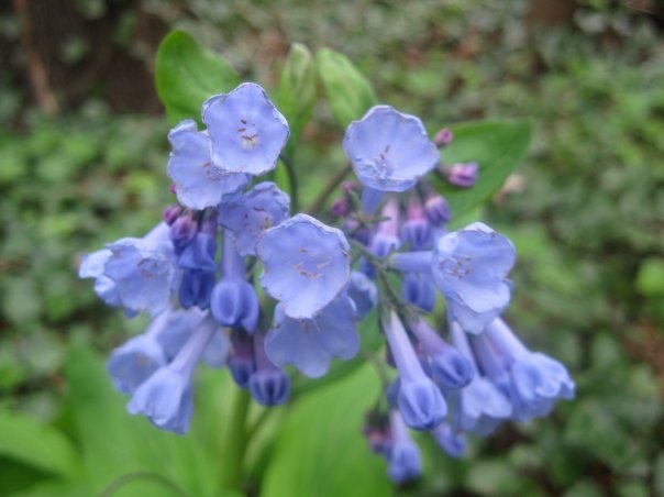 Blue wildflower