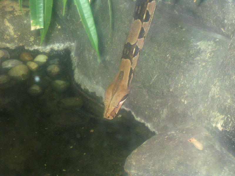 Boa Constrictor.  My camera battery died just as I was about to take another picture of him. I'm pretty annoyed about that!