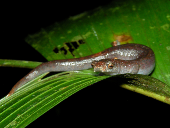 Bobby Bok   Bolitoglossa altamazonica