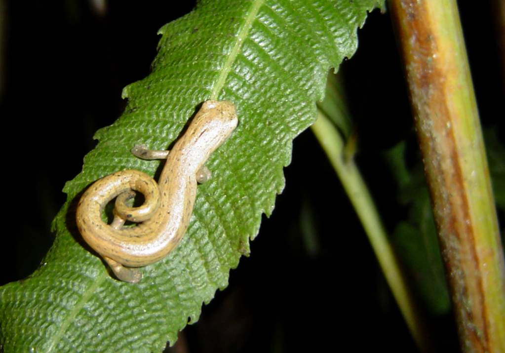 Bolitoglossa lozanoi2  (photo: GHA)