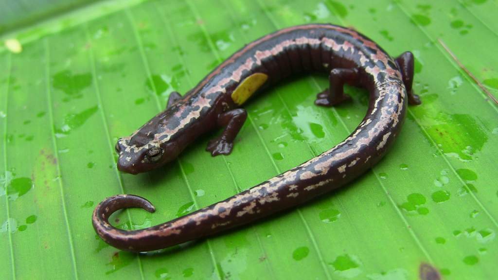 Bolitoglossa mexicana found in Belize