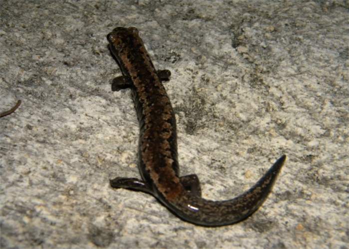 Bolitoglossa yucatana (Dorsal, on sidewalk, next to where it was found)