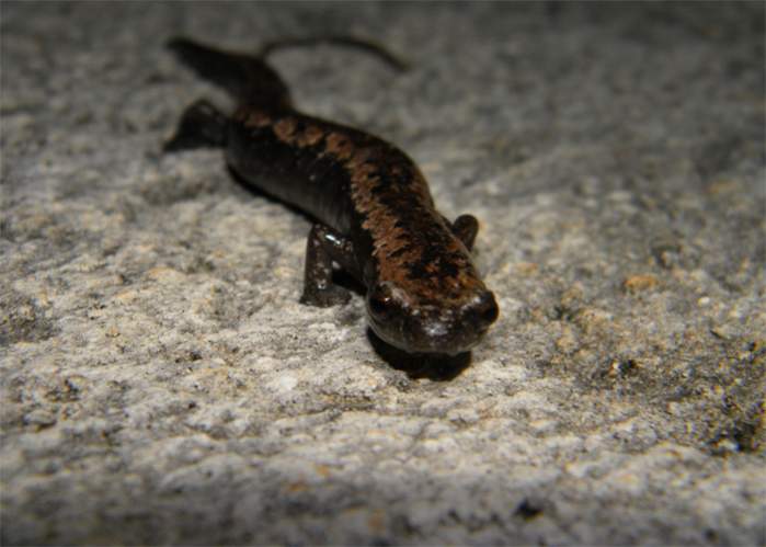 Bolitoglossa yucatana (On sidewalk, next to where it was found)