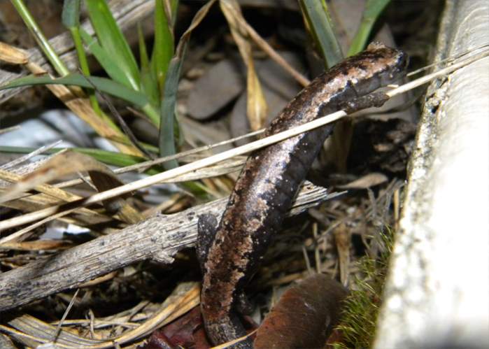 Bolitoglossa yucatana (Position and location in which it was found, next to the sidewalk)