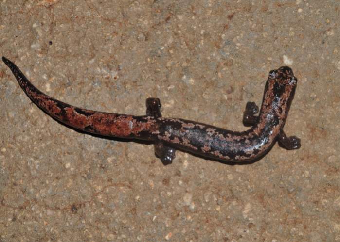 Bolitoglossa yucatana