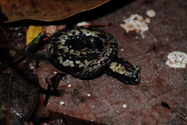 Bolitoglossa yucatana