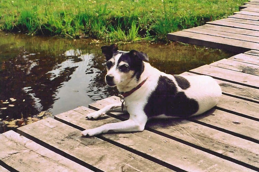 "Bonnet".  Rat Terrier.  2001   Washington   Bonnet at the Pond.  Bonnet was one of the most intelligent souls I have ever met.  She passed away in my