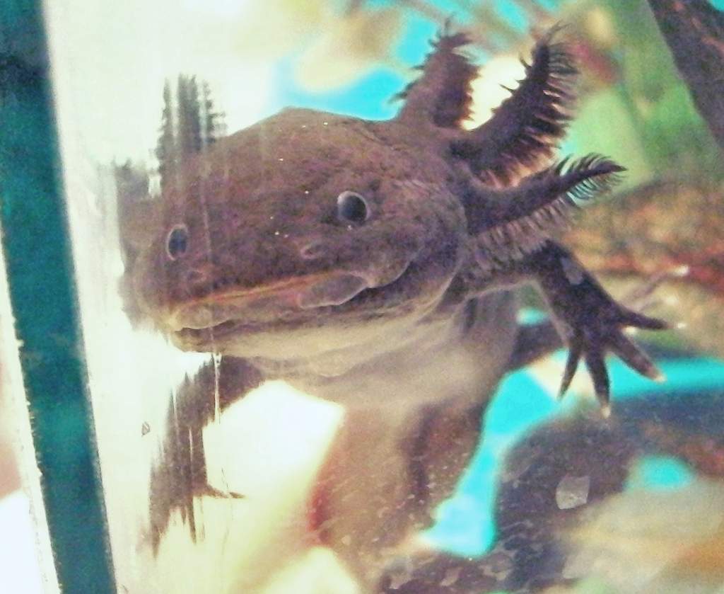 "boo" -   I'm the scary axolotl fairy

This is Zoomie, the dark lord. He's a wild type but darker than the "pickle brothers"