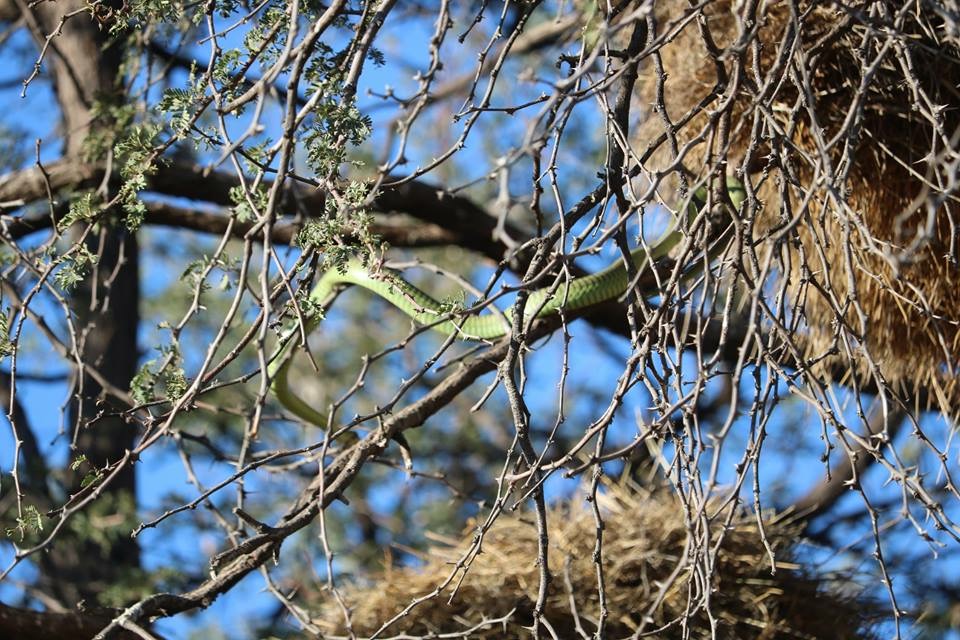 Boomslang