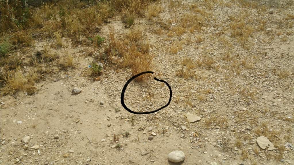 Bosk's Fringed Toed Lizard found whilst herping near the Jordan river. Circled where it is in the photo, as it's hard to spot