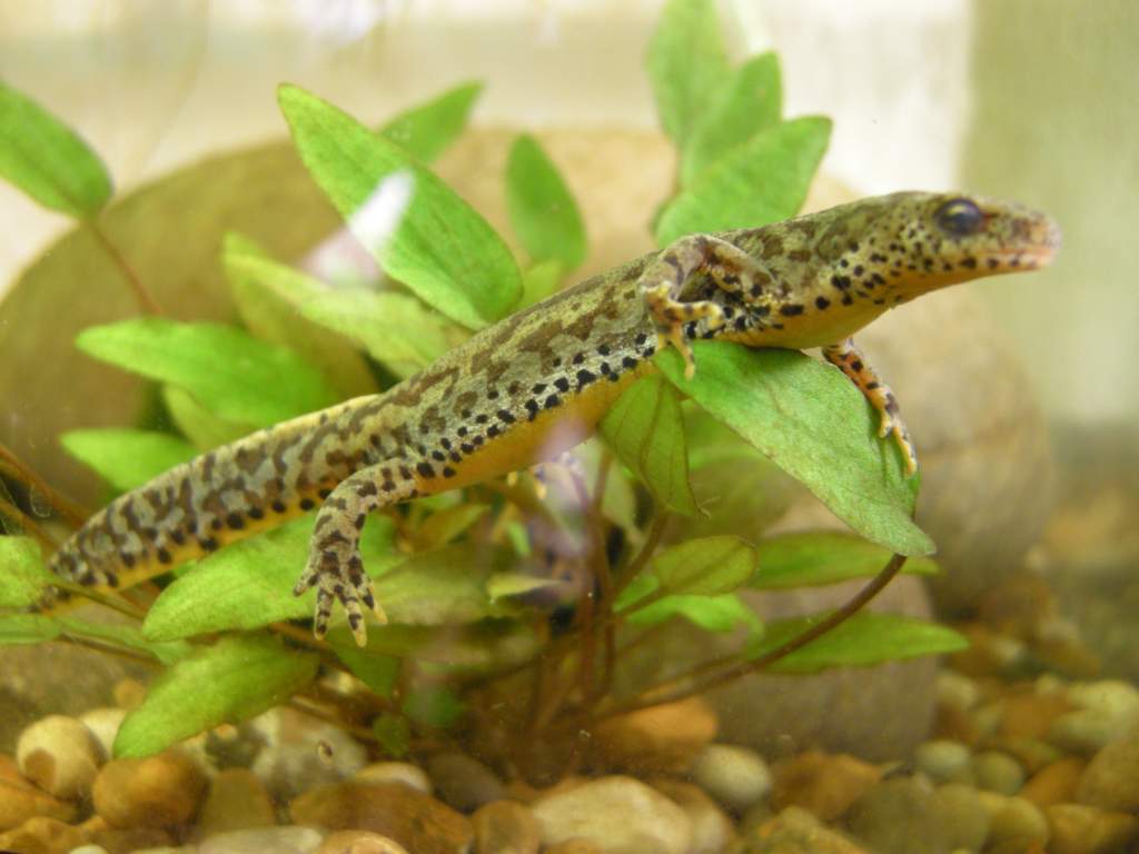 Bosnian Alpine Newt