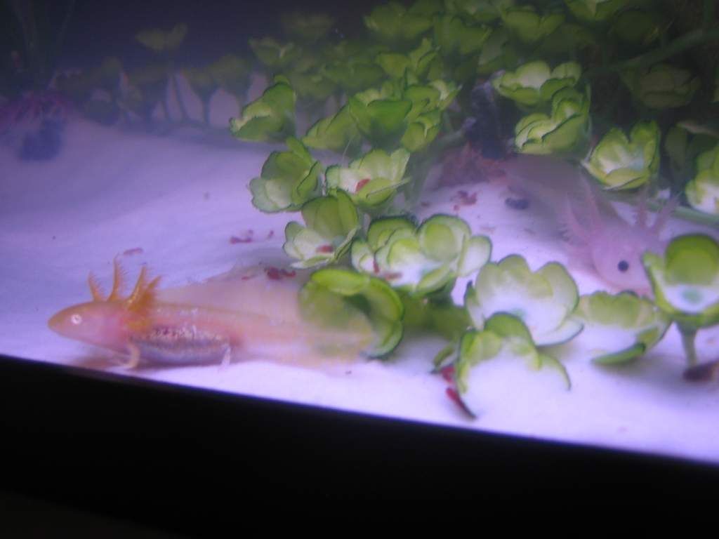 Both Pokey and Pinky are in this picture, some blood worms scattered around (the first and only time I gave them those worms, they were hell to clean 