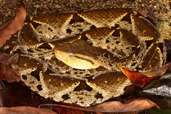 Bothrops asper - Fer-de-Lance