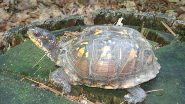 Box Turtle- Bergen County, NJ