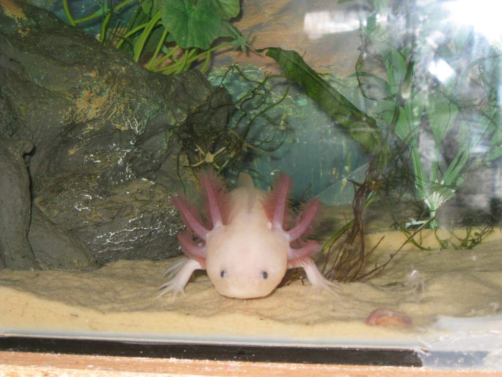 boys axolotls 004