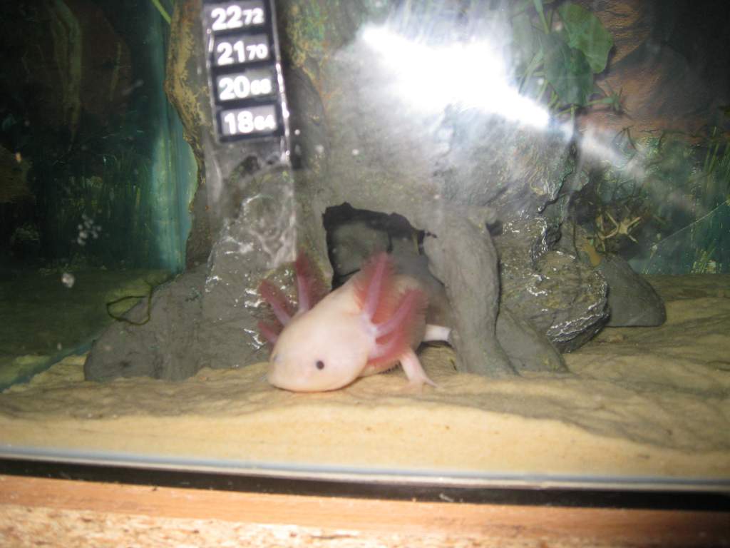 boys axolotls 021