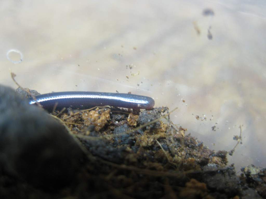 Brahminy blind snake