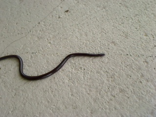 Brahminy Blind Snakes reach a length of about six inches.  They are very slender, being about the size of a piece of 
spaghetti, and shiny black in co