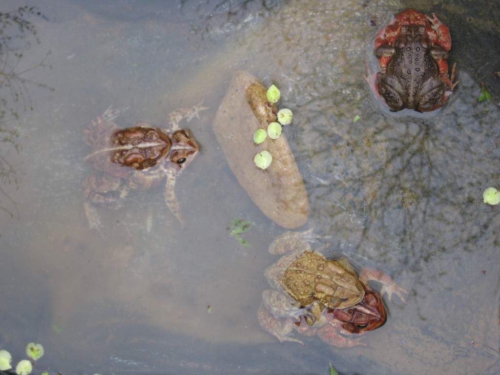 Breeding American and Fowlers toads.