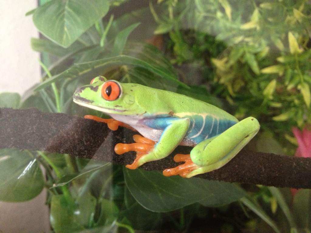 Brian (Red Eye Tree Frog)