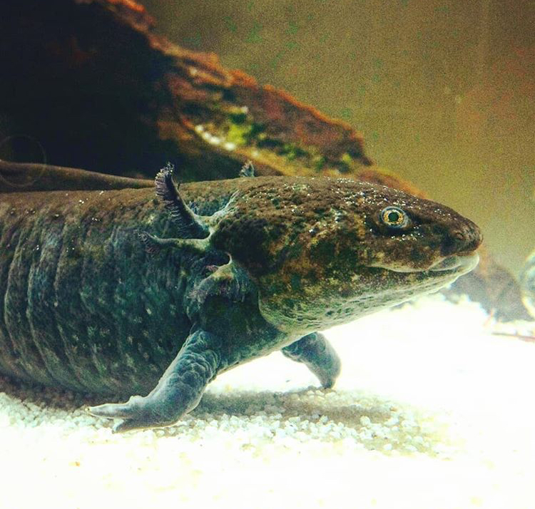 Brother took this image not long after I got Grumbles. About a month later, and his gills have feathered out amazingly after being nibbled away by for