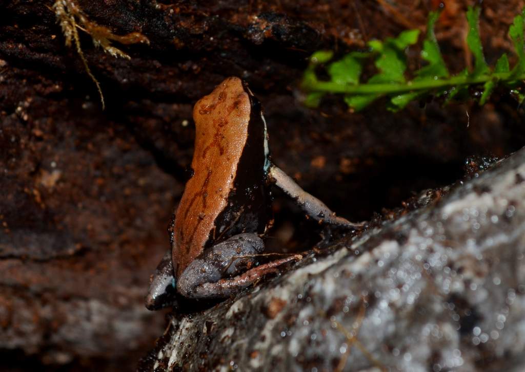 Brown Leaf Mantella
Nomenclature: Mantella betsileo
IUCN Red List: Least Concern
Country of Origin: Western to Central Madagascar.


© 2013 (These are