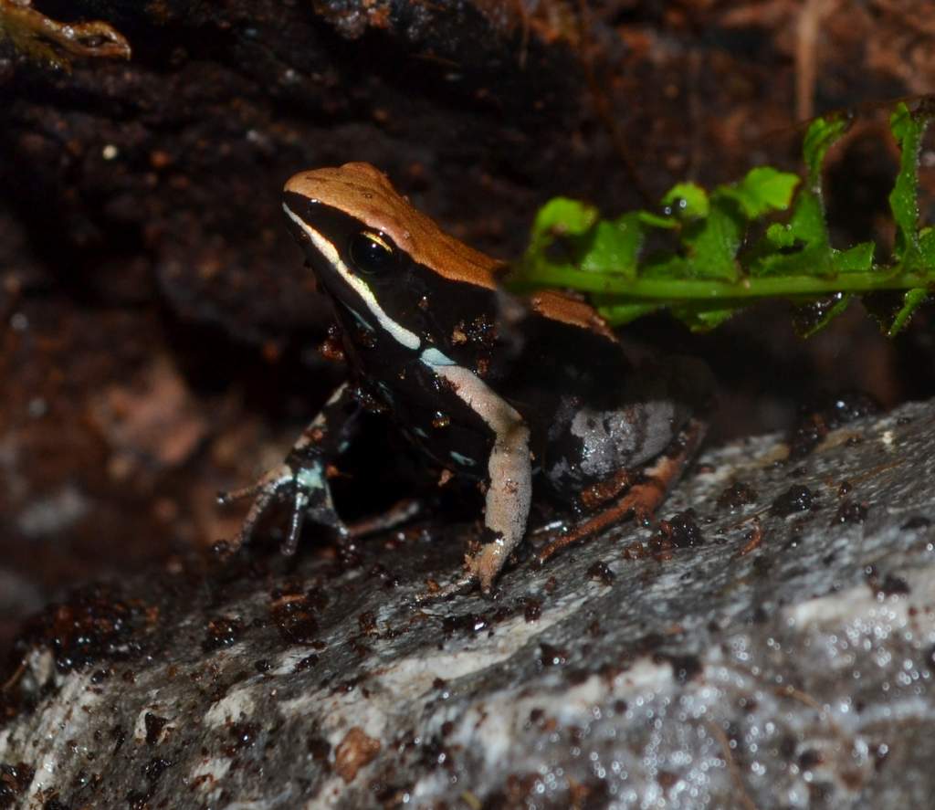 Brown Leaf Mantella
Nomenclature: Mantella betsileo
IUCN Red List: Least Concern
Country of Origin: Western to Central Madagascar.


© 2013 (These are