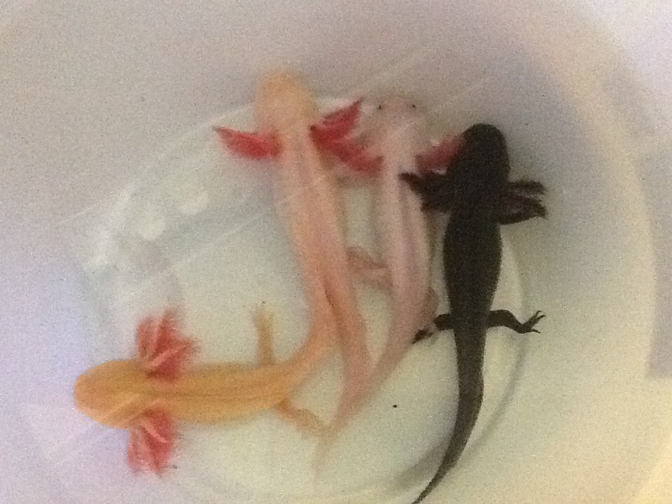 bucket full of axolotls 4 different colour ways awaiting a cleaned out tank.