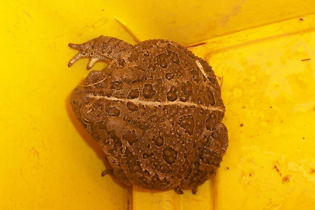 bufo cognatus great plains toad