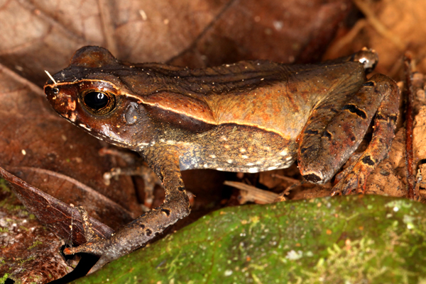 Bufo haematiticus - Litter Toad