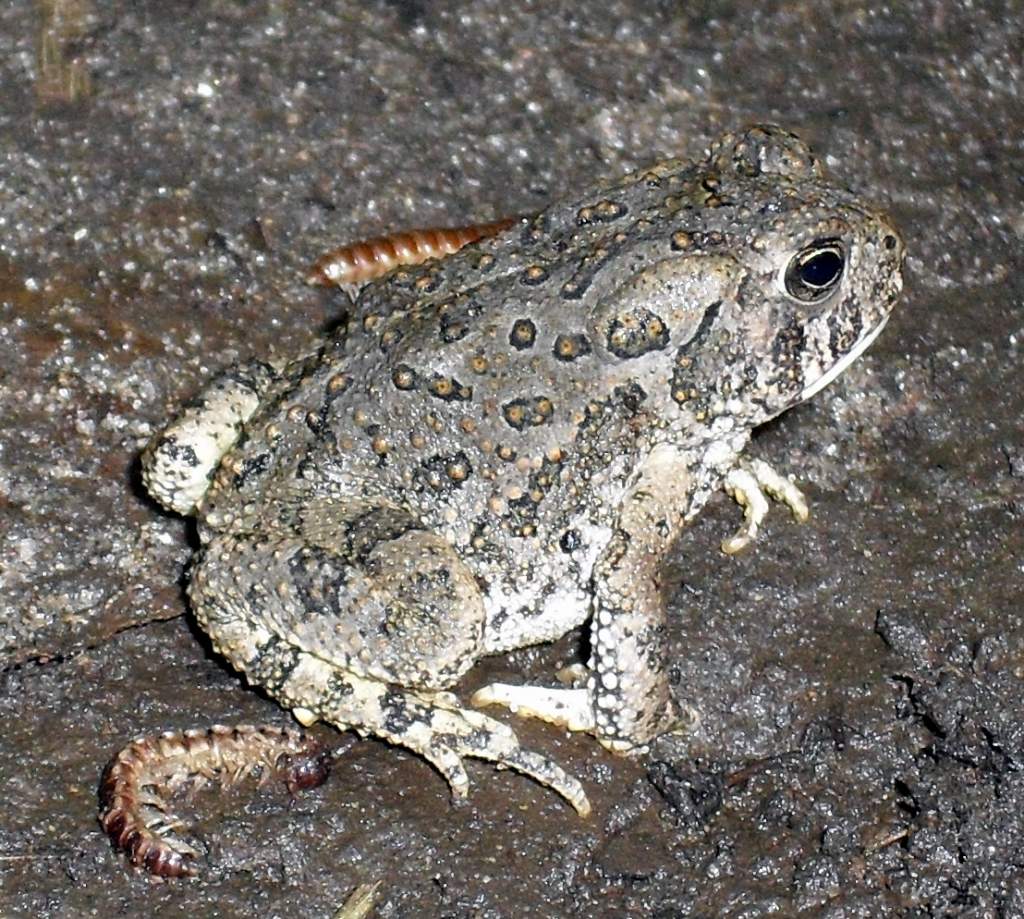 Bufo woodhousii juvenile