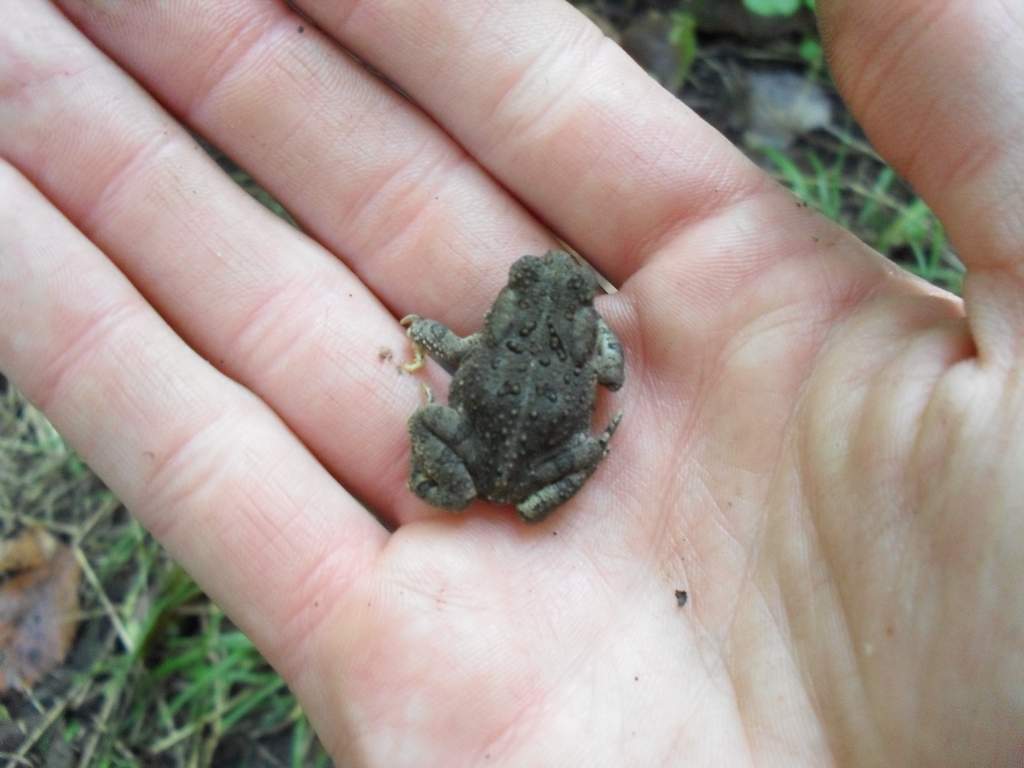 Bufo woodhousii juvenile