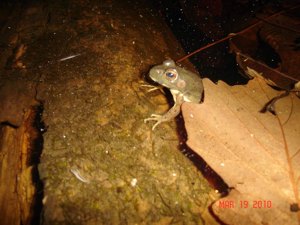 Bullfrog (Rana catsebiana) I think, flash scared him away and never got a closer look