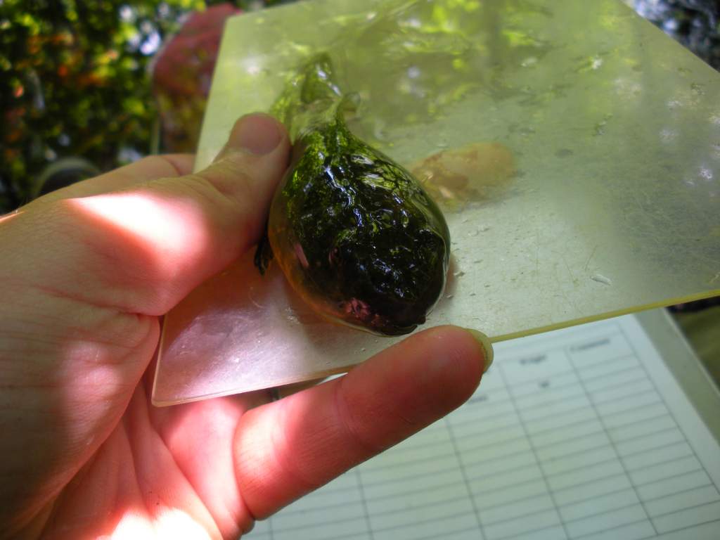 Bullfrog tadpole (Lithobates catesbiena)